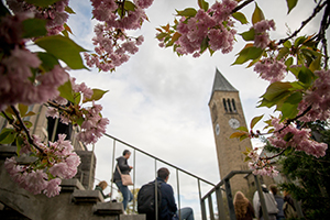 McGraw Tower with cherry blossoms